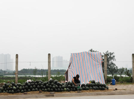 Dưa hấu “mắc kẹt", bán rẻ như cho